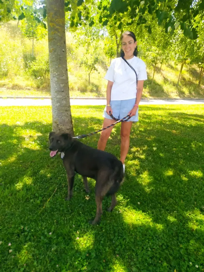 Kai, perro en adopción en Aranguren, Navarra