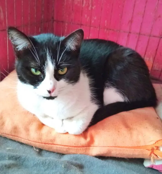 Maya, gato en adopción en Oviedo, Asturias