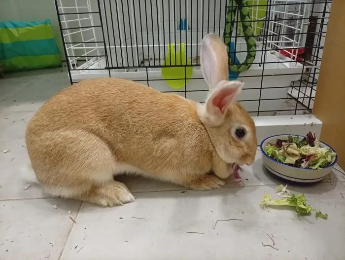 Bronca, conejo en adopción en Rivas-Vaciamadrid, Madrid
