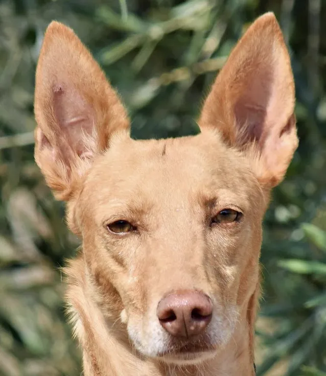 Christian, perro en adopción en Úbeda, Jaén