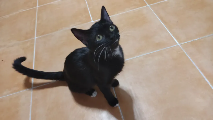 Calíope, gato en adopción en Talavera de la Reina, Toledo