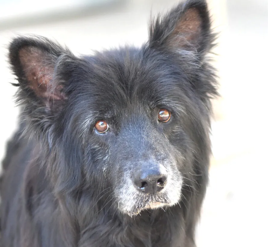 King, perro en adopción en Rota, Cádiz