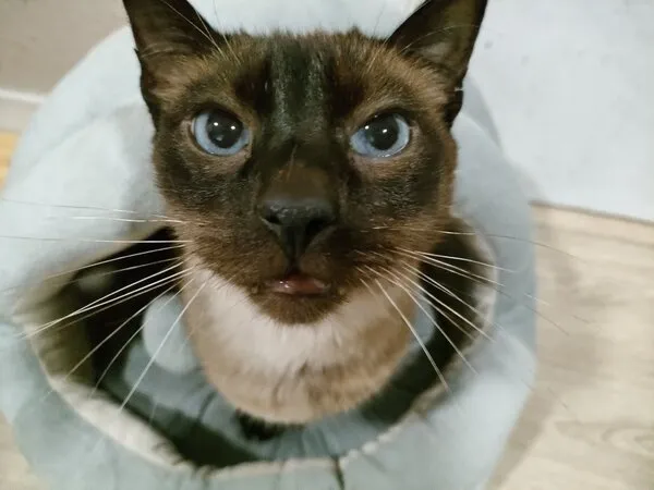 Rohan, gato en adopción en Santiago de Compostela, A Coruña