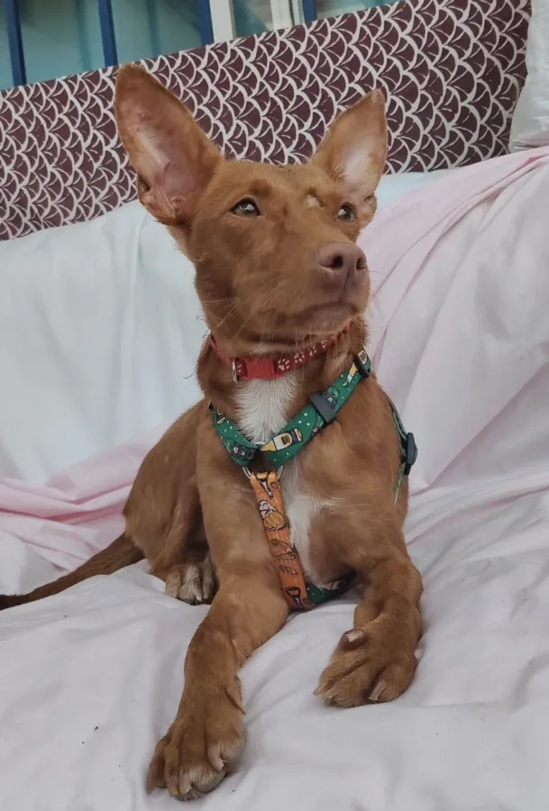 Lía, perro en adopción en Mijas, Málaga