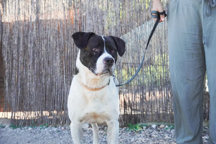 Pug, perro en adopción
