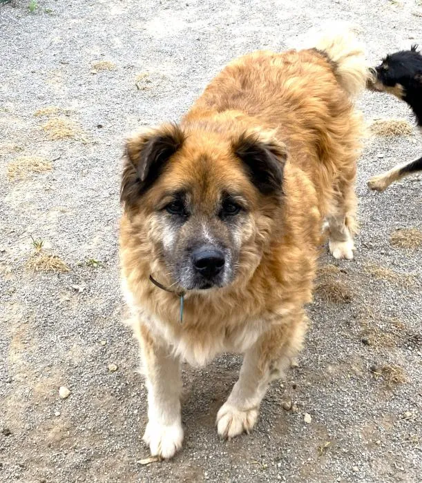 Capo, perro en adopción en Oviedo, Asturias