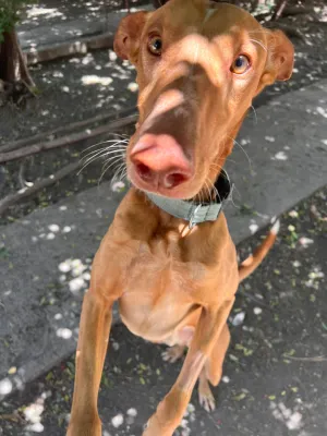 Otra foto de Mango