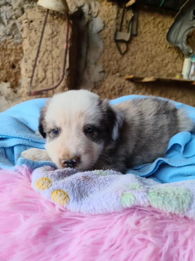LUFFY, perro que ya tiene familia