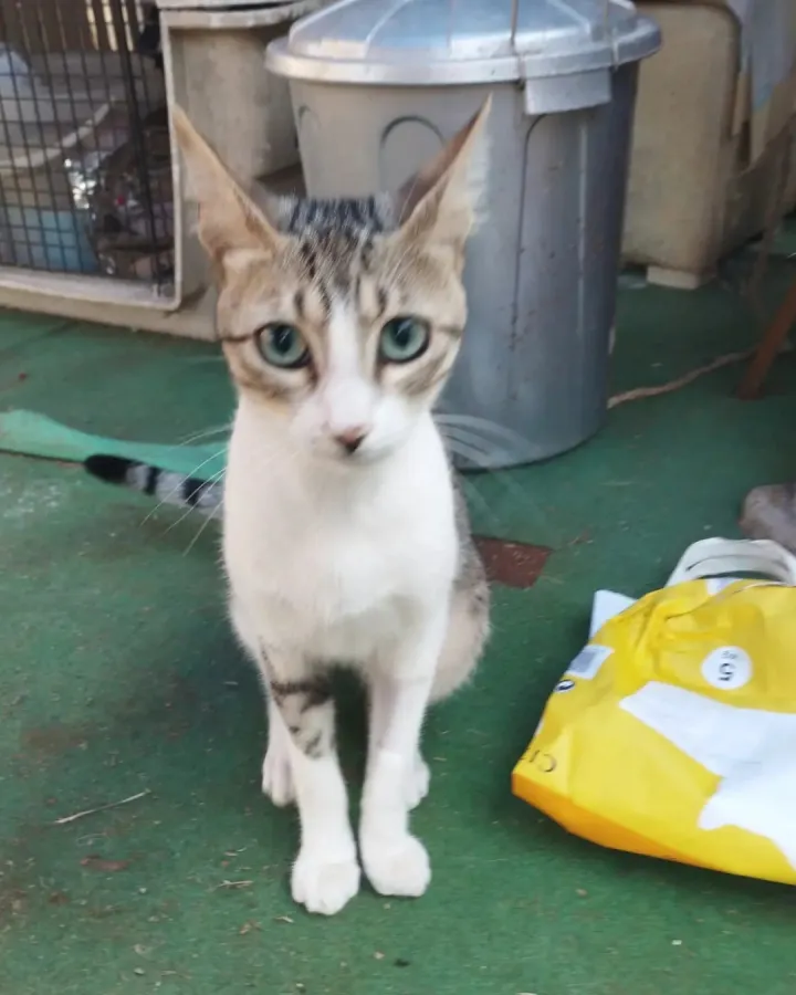 Real, gato en adopción en Vila-real, Castellón