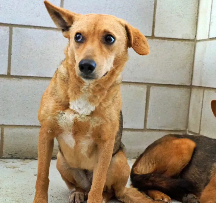 Lima, perro en adopción en Cáceres