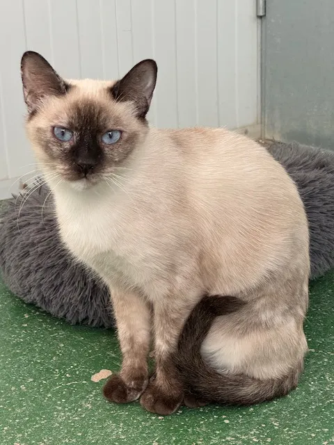 Perla, gato en adopción en Puertollano, Ciudad Real