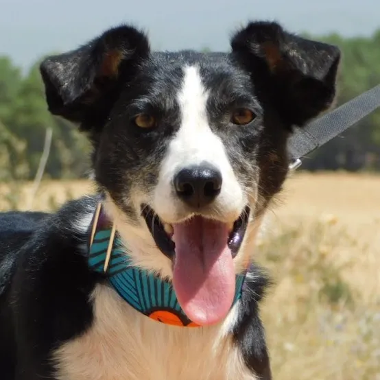 Toñi, perro en adopción en Cuenca