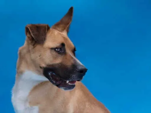 Tysson, perro en adopción en Murcia