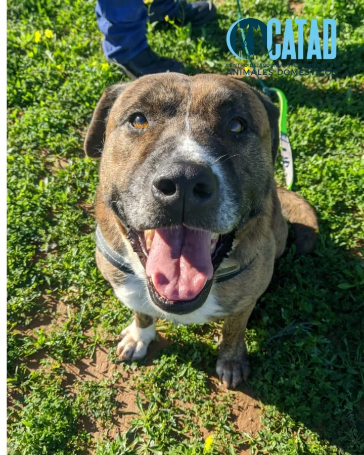 Nana, perro en adopción en Cartagena, Murcia