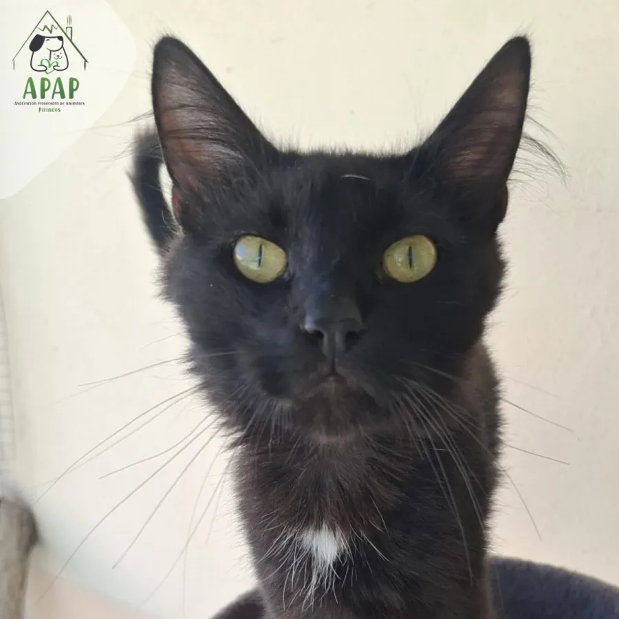 Frankfurt, gato en adopción en Jaca, Huesca