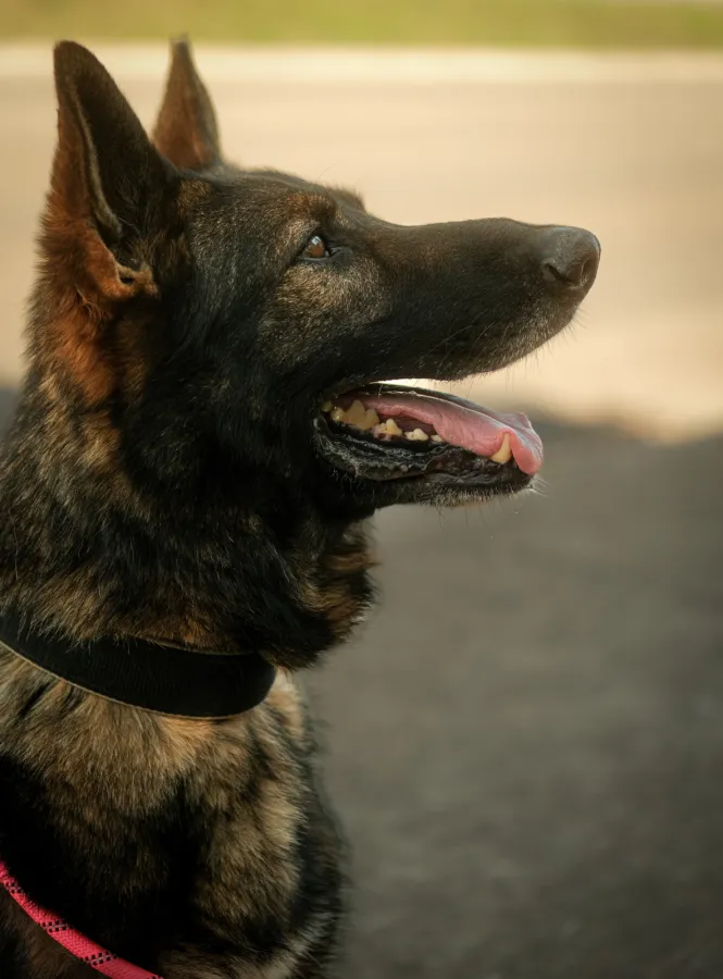 Tato, perro en adopción en Maó, Illes Balears