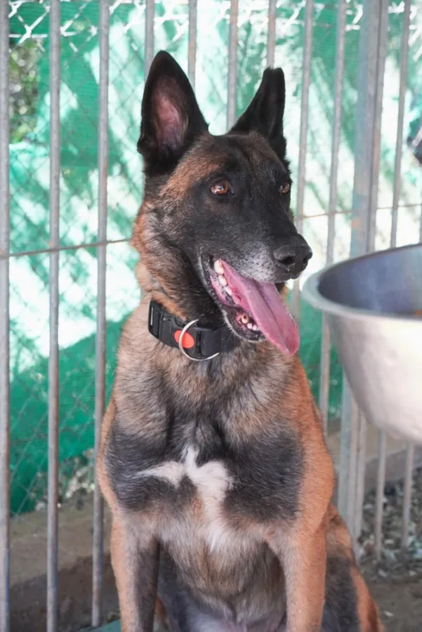 Txad, perro en adopción en Amposta, Tarragona