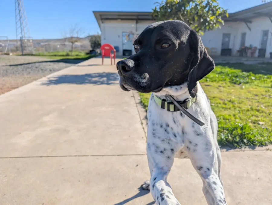 Bimbo, perro en adopción en Córdoba