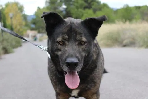 Blues, perro en adopción en Ibi, Alicante