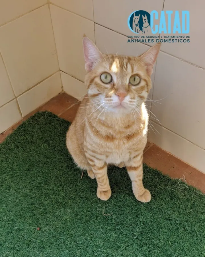Missi, gato en adopción en Cartagena, Murcia