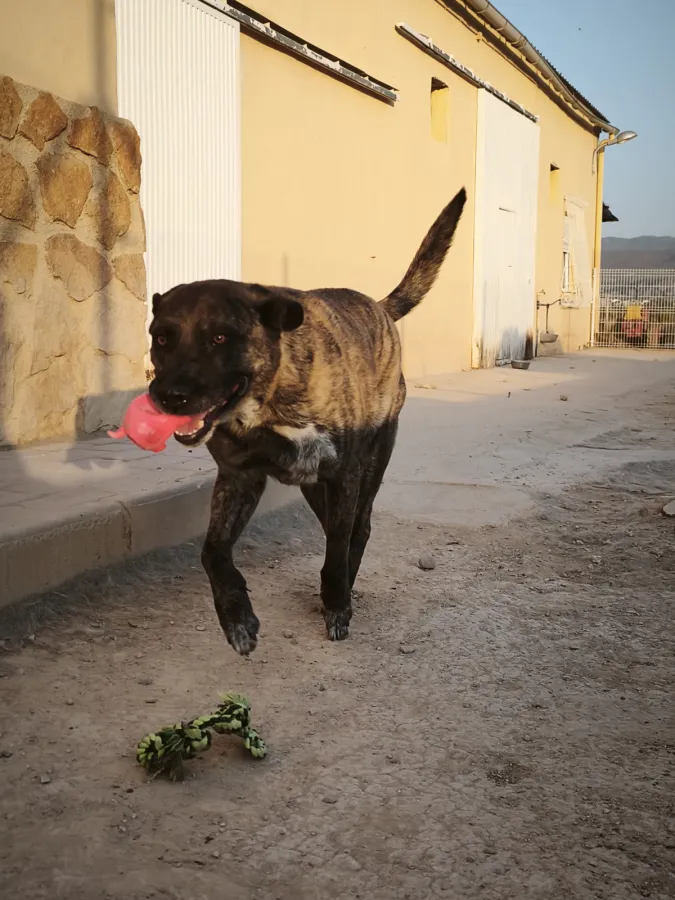 Taisho, perro en adopción en Murcia