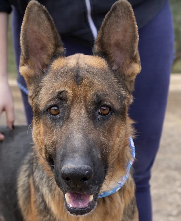 Conan, perro en adopción en Úbeda, Jaén