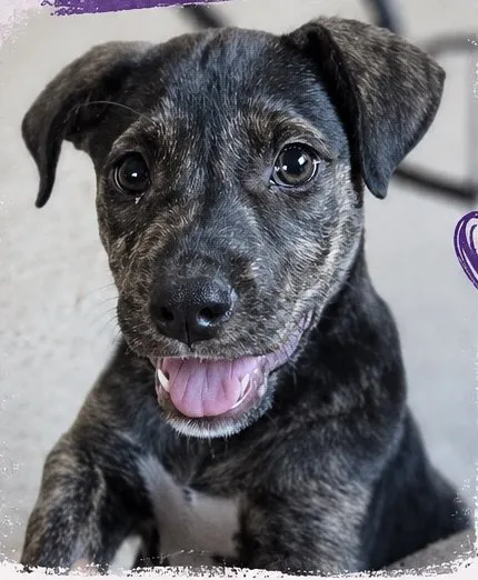 Aelin, perro en adopción en Mérida, Badajoz