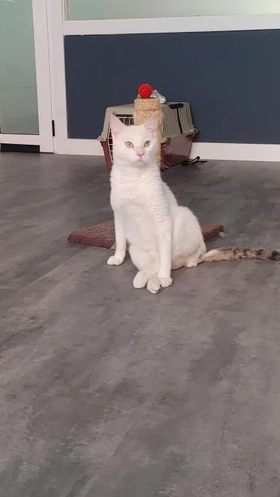 Ramiro, gato en adopción en Ponteareas, Pontevedra