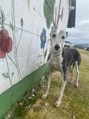 Otra foto de Campanera