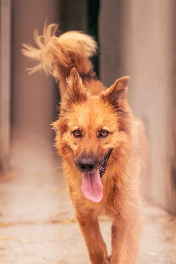 Blas, perro en adopción en Piloña, Asturias