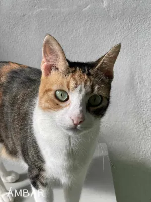 Otra foto de Ámbar