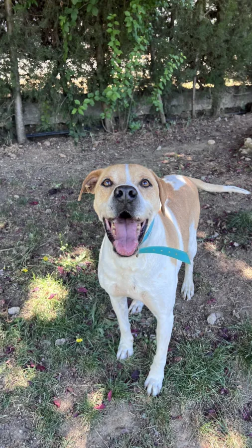 Tyson, perro en adopción en Mérida, Badajoz