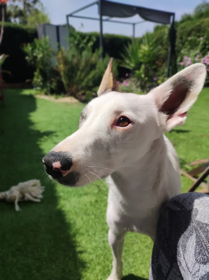 Aiko, perro en adopción en Mijas, Málaga
