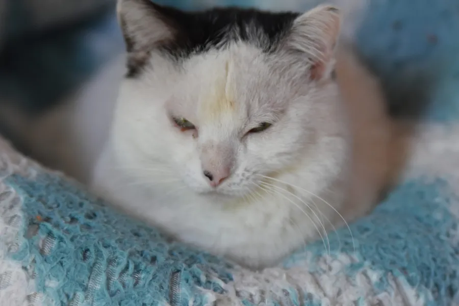 Ares, gato en adopción en Rota, Cádiz