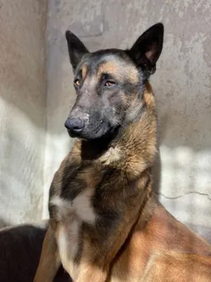 Otra foto de Pelayo