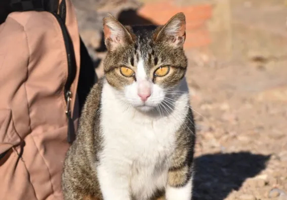 Yuki, gato en adopción en Burjassot, Valencia