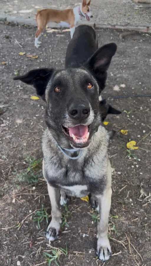 Turco, perro en adopción en Mijas, Málaga
