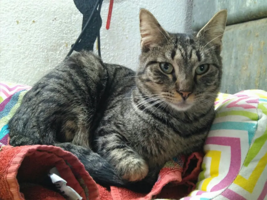 Ansa, gato en adopción en Tarragona