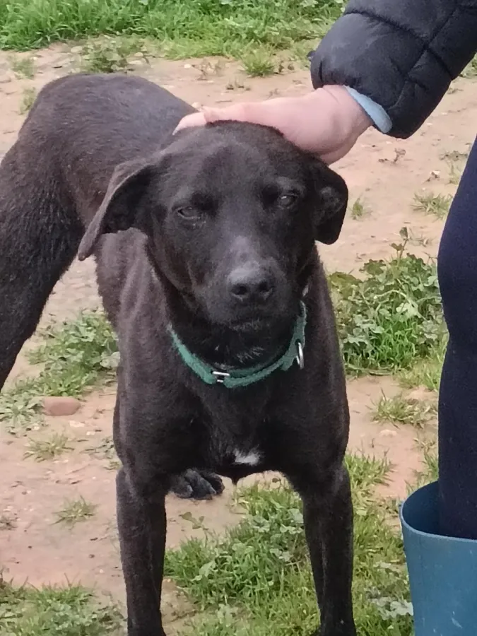 Loki, perro en adopción en Sevilla