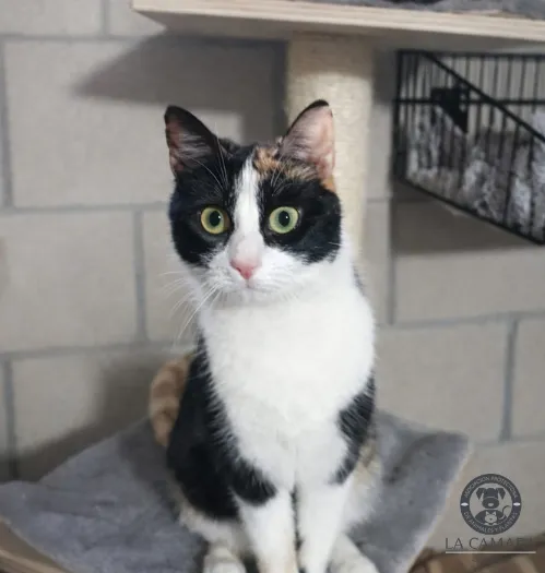 Amapola, gato en adopción en Guadalajara