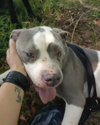 Otra foto de Bully