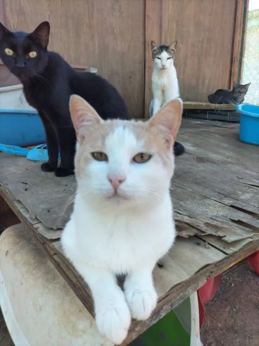Beckham, gato en adopción en Huelva