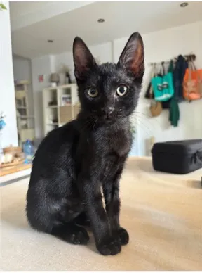 Rey, gato en adopción