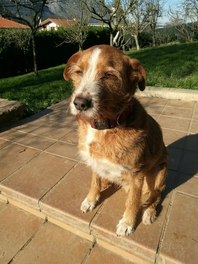 Kuin, perro en adopción en Bilbao, Vizcaya