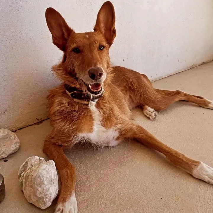 Iris, perro en adopción en Teruel