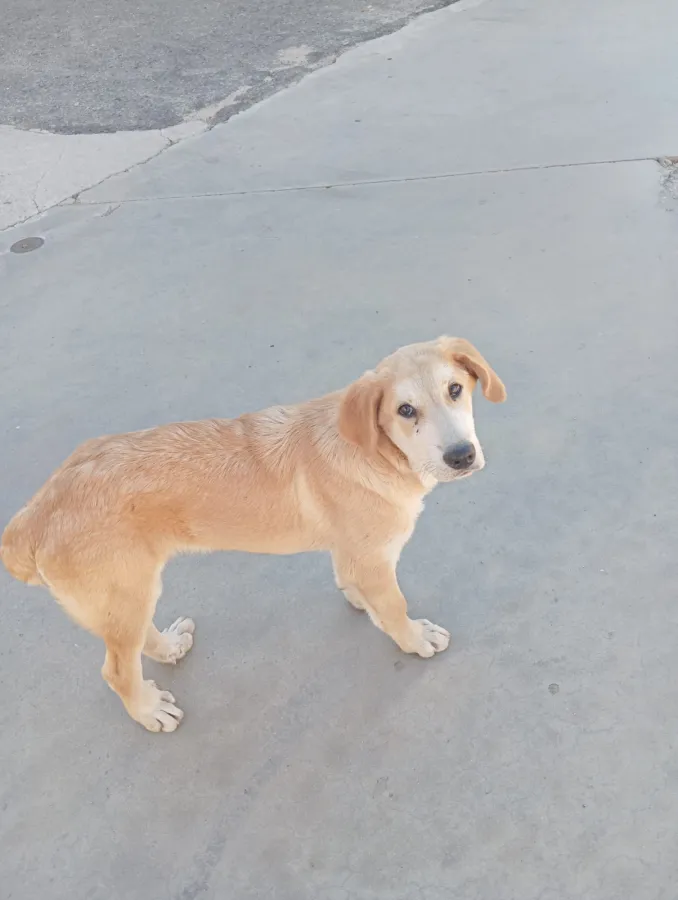 KINDER, perro en adopción en Caceres, Cáceres