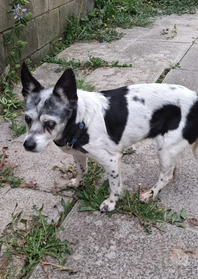 Angie, perro en adopción en Bilbao, Vizcaya