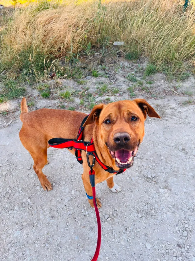 Vipper, perro en adopción en Burgos