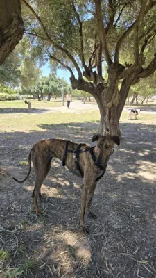 Otra foto de Laurel