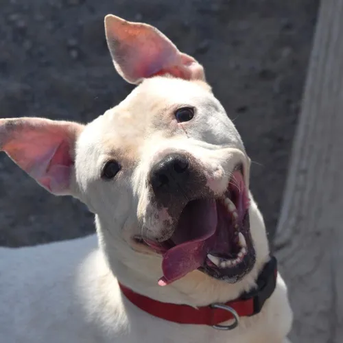Mustafá, perro en adopción en El Puerto de Santa María, Cádiz